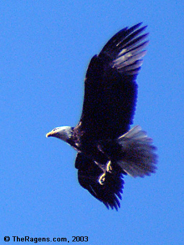 Bald Eagle Aloft