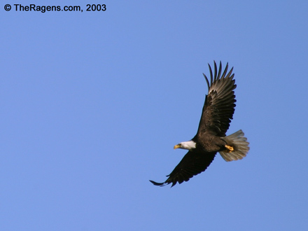 Bald Eagle Overhead