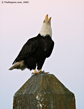 Bald Eagle With Head Facing Up - Gargling